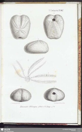T. Crétacés, Pl. 847