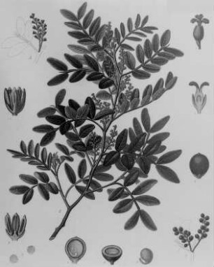 Mastixstrauch (Pistacia Lentiscus), farbig : Geographie | Wirtschaftsgeographie | Reizmittel, aetherische Öle und Duftstoffe liefernde Pflanzen | Aetherische Öle und Duftstoffe, Harze und Lacke, Kautschuk und Guttapercha, Farbstoffe liefernde Pflanzen