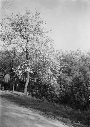 Baumblüte in Lühe