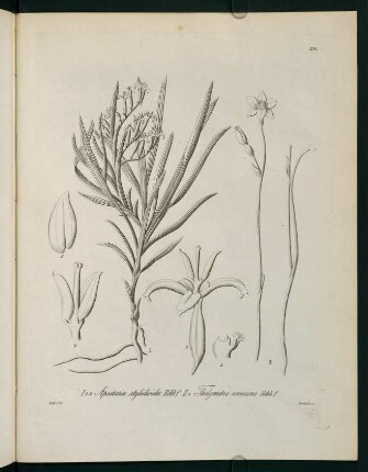 196r-196v, Apostasia stylidioides...