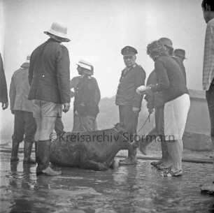 Gut Altfresenburg: Brand des Bullenstalls: Feuerwehrleute und Frau um liegenden jungen Mastbullen: Rauchschwaden: 23.08.1971