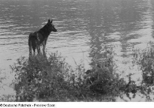 Hund am Flussufer (Altstadtseite)