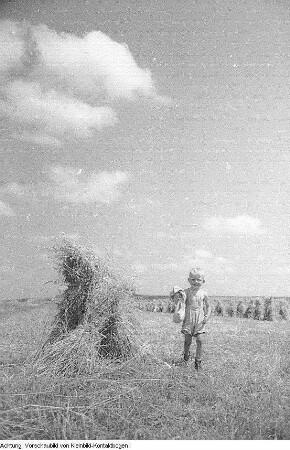 Guttau-Brösa, Ernte, 1947
