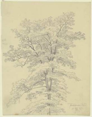 Baum