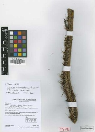 Cyathea delgadii Sternb.