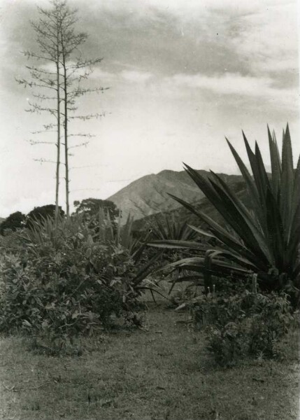 Agave in front of Pauruba