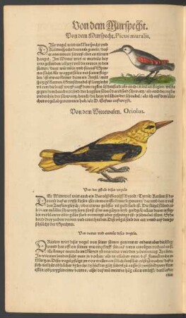 Von dem Murspecht. Picus muralis.