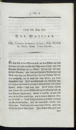 (Taf. XII. Fig. 76.) Das Wallross
