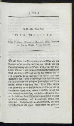 (Taf. XII. Fig. 76.) Das Wallross