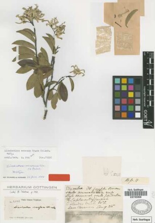 Linodendron venosum Wright ex Griseb. [holotype]