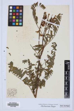 Astragalus