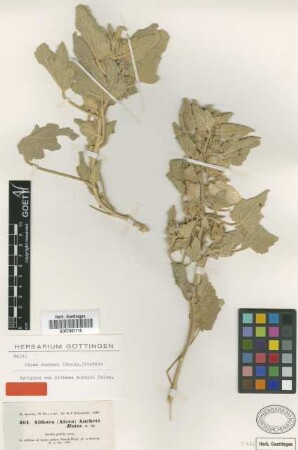 Althaea aucheri Boiss. [syntype]
