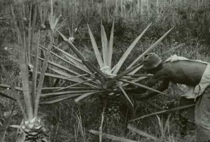 Ernte von Blättern der Sisal-Agave : Afrika, Ernte der dickfleischigen Blätter der Sisal-Agave (Agave sisalana))