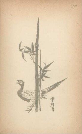 XXIV. [Drawing of bird and plant. "Mirror of celebrated drawings"]