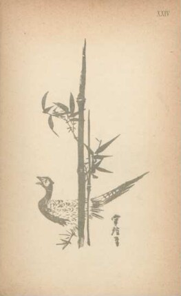 XXIV. [Drawing of bird and plant. "Mirror of celebrated drawings"]
