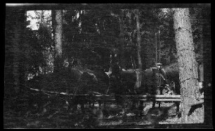 Im Wald angebunden Pferde