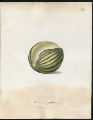 Melon d'Egypte ovale