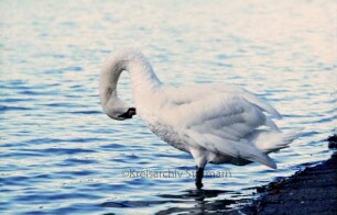 Mühlenteich: Schwan