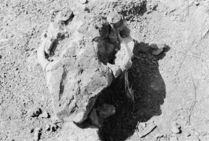 Grabungsbild : Aufnahme eines Dinosaurierschädels
