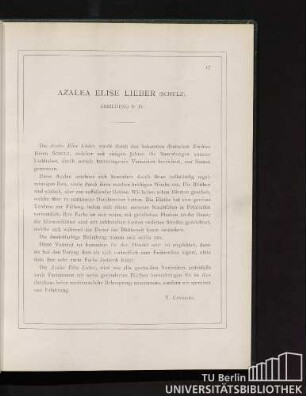 Azalea Elise Lieber.