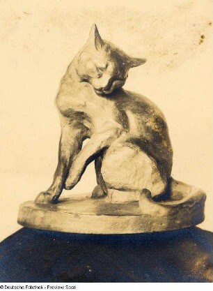 Schuldbewußtsein (Katze)