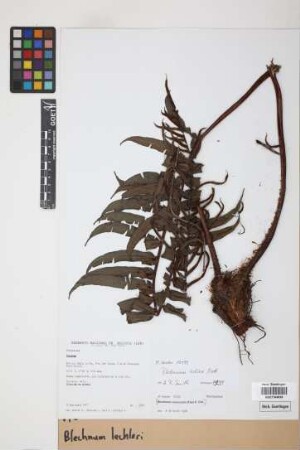 Blechnum lechleri Mett.