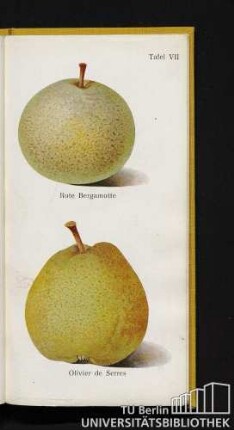 Tafel VII. Rote Bergamotte und Olivier de Serres.
