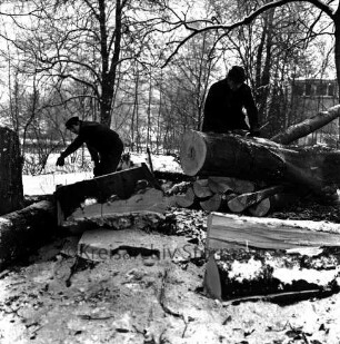 Kurpark: Baumfällaktion: Arbeiter beim Zersägen eines gefällten Baumes: vorn Stammstücke: Schnee: Winter