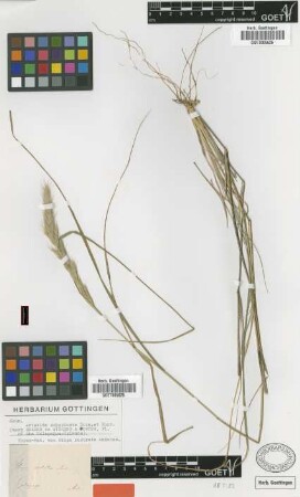 Stipa rostrata Andersson [type]