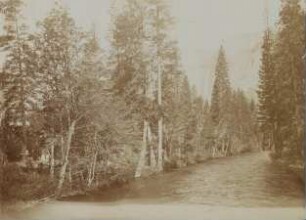 Yosemite Valley: a morning study