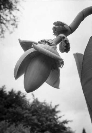 Mainau, Insel Mainau: Bananenblüte