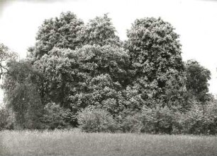 Dresden-Strehlen. Park der ehemaligen Königlichen Villa an der Palais-(Franz-Liszt-)Straße. Gruppe starker Roßkastanien