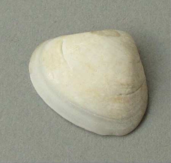 Muschelschale