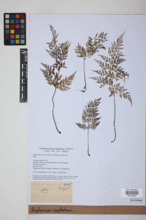 Asplenium cristatum Lam.