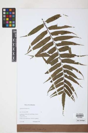 Asplenium lineatum Sw.