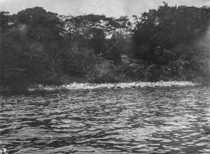 Insel Idjwi : Die Küste der Insel Idjwi im Lake Kivu