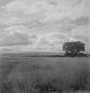 Steppe : Blick über die Steppe, rechts ein Baobab