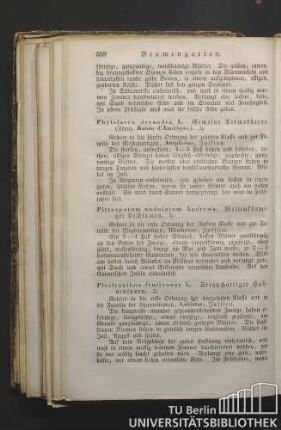Phytolacca decandra L. Gemeine Kermesbeere. (Franz. Raisin d'Amérique.)