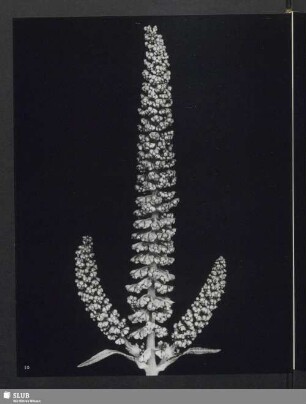 Ambrosia artemisiifolia, Blütenstand von Ambrosia, einer wilden amerikanischen Pflanze