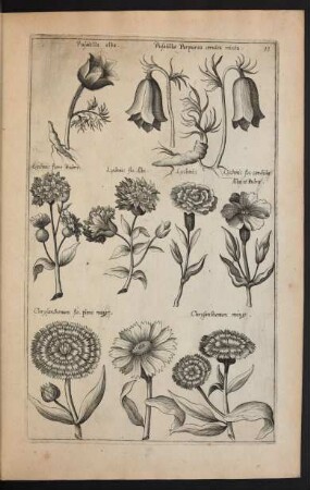 Taf. 11. [Pulsatilla, Lychnis und Chrysanthemum]