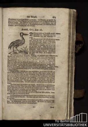 Cap. 26. Kranich, Grus.