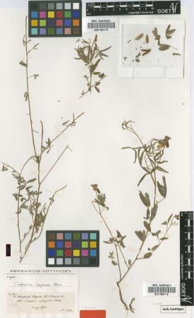 Crotalaria astragalina Hochst. ex A.Rich. [syntype]