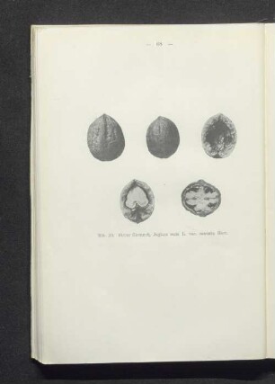 Kleine Steinnuß, Juglans regia L. var. connata Hort.