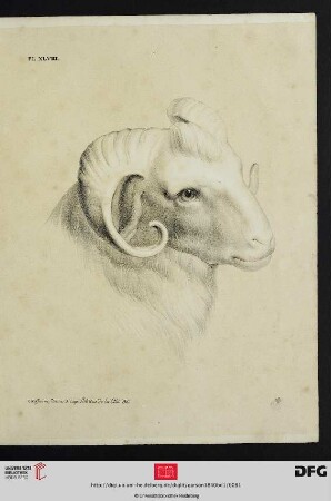 Pl. XLVIII [Schafsbock (Schraffur)]