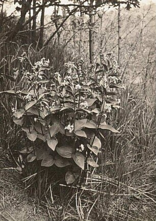 Weisse Schwalbenwurz (Vincetoxicum officinale Moench)