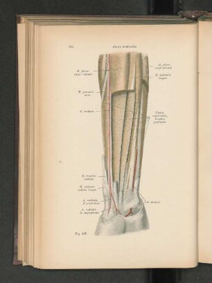 Fig. 568. Fascia antibrachii.