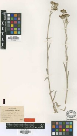 Senecio cilicicus Boiss [type]