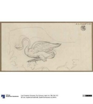Ein Schwan