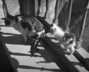 Tiere. Katzenmutter mit Jungem