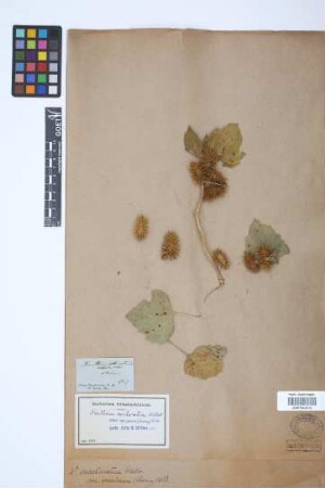 Xanthium saccharatum Wallr.